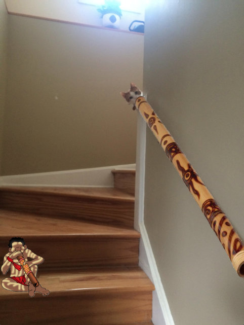 セントバーナードと猫07