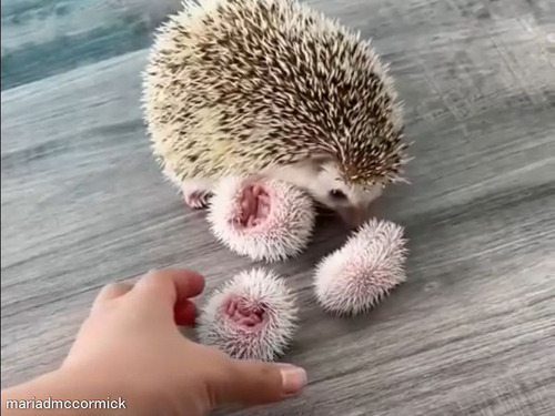 ハリネズミの赤ちゃんを取り上げたら…ママに怒られかけた