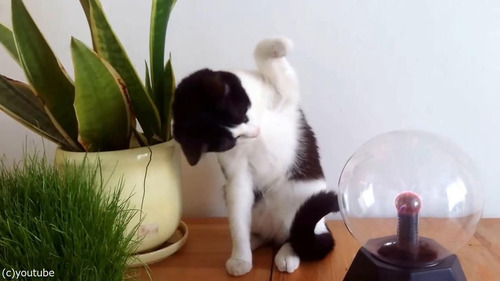 �ץ饺�ޥܡ��뤬���ˤʤ�ǭ04