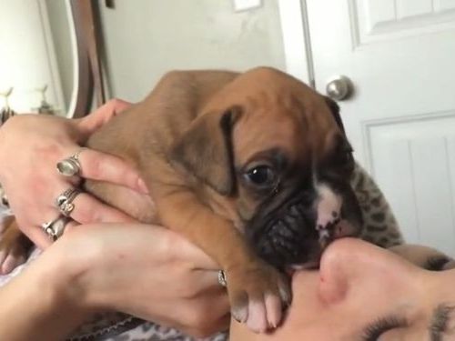 ボクサー犬の赤ちゃんに吠え方トレーニング01