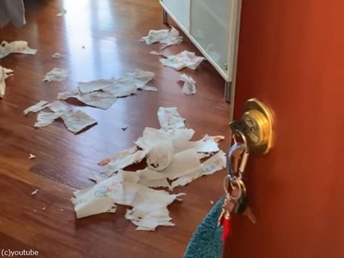悪さをして隠れたつもりの犬