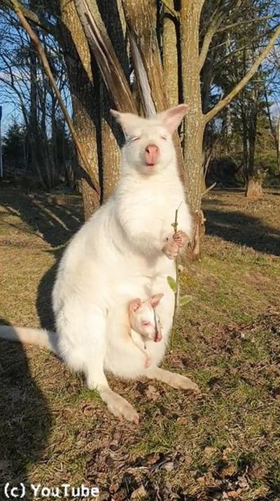 アルビノのワラビー親子のひなたぼっこが美しい01