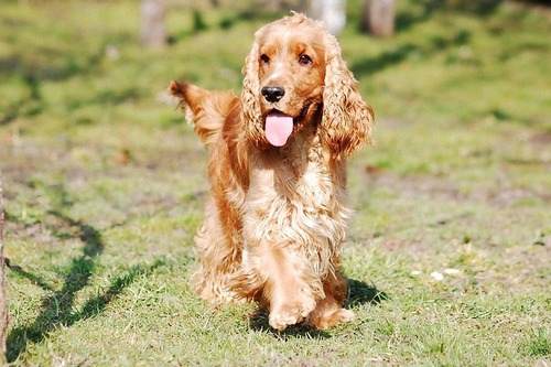 English Cocker Spaniel