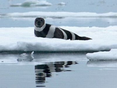 クラカケアザラシ00