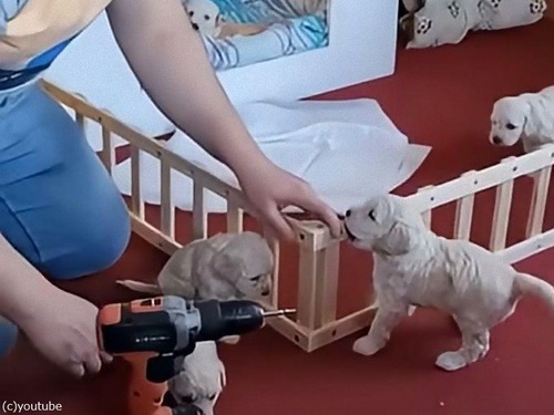 「パパが子犬のためにフェンスを作ったけど…」→致命的な欠陥が発覚する（動画）