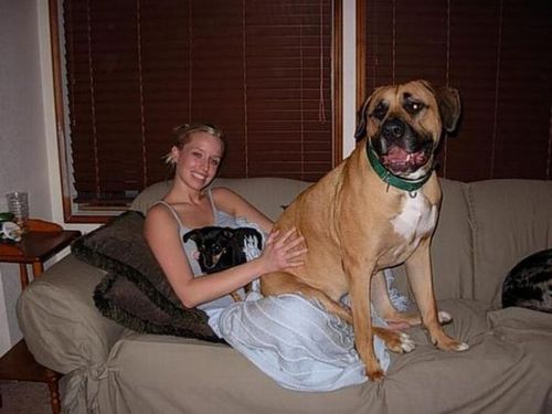 犬と仲良し12