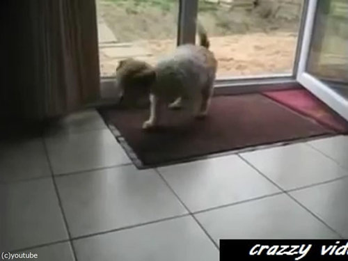 肉球をキレイキレイする犬03