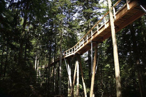Tree Top Walk10
