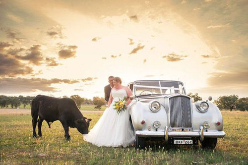 結婚写真に牛05