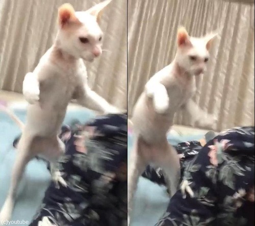 ����������Ф˵����ʤ�ǭ03