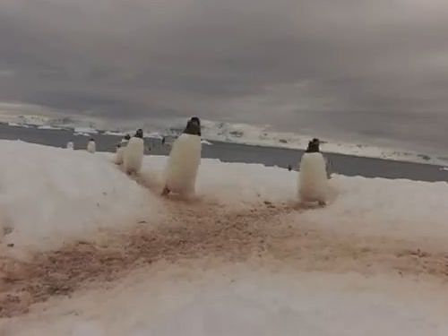 ペンギンロード01