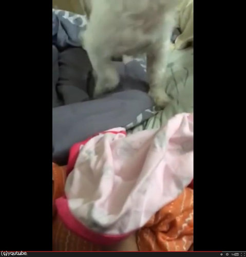 赤ちゃんにブランケットを掛けてあげる犬08