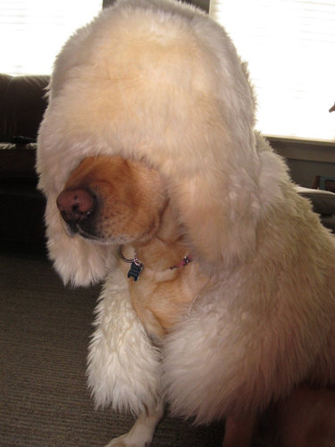 6歳の娘が犬をモデルにして写真11