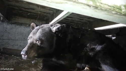 階段下にクマ07