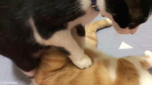 ǭ�ޥå�����������04