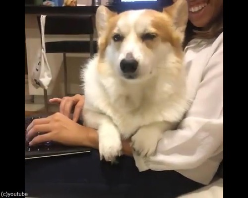 コーギー「かまって!」定番だけどやっぱかわいい04