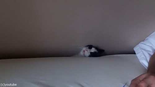猫がベッドの隙間に吸い込まれる05