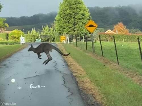 カンガルーは濡れた路面が苦手だった…次々にすべって転倒する（動画）