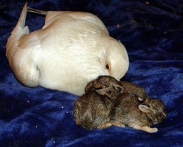 片足のハトがウサギを育てる03