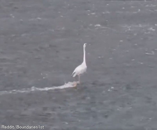 「この水鳥、物理的にありえないのでは!?」多くの人を惑わせた不思議な光景