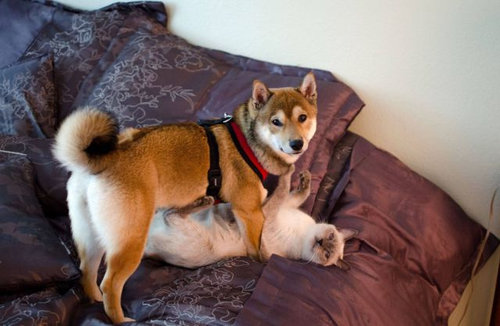 04見たな…とバレた感ある動物たち