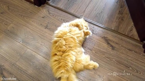 ���ȥ�å��Ѥ��ǹ�ˤ��襤��ǭ05