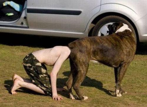 犬の決定的写真04