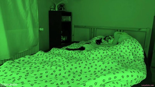 飼い主さんが眠っている間…猫たちはこんな感じ02