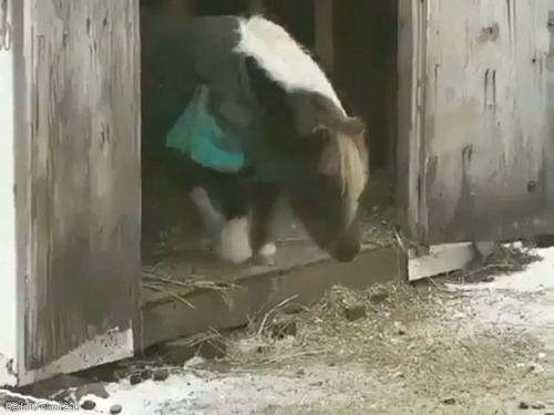 ポニーが初めてのドキドキのジャンプ