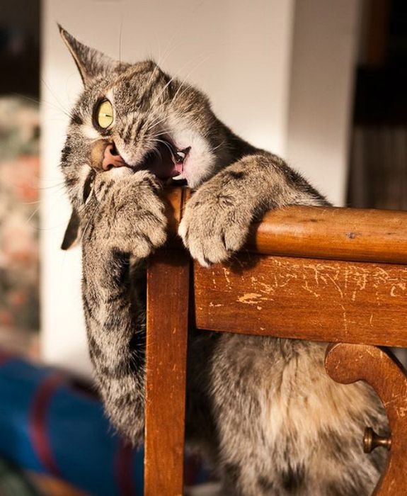 「うわあ、猫に襲われちゃうー」うらやましい被害者たちの写真いろいろらばQ 「うわあ、猫に襲われちゃうー」うらやましい被害者たちの写真いろいろらばQ
