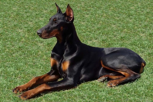 Doberman Pinscher