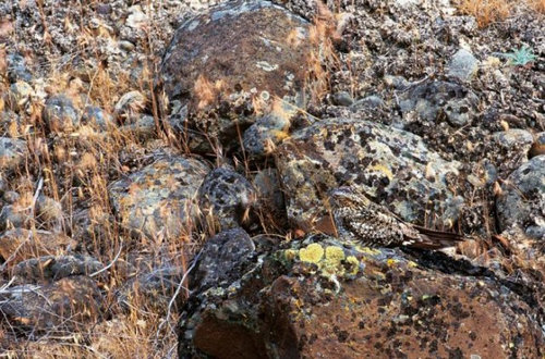 動物はどこ？15