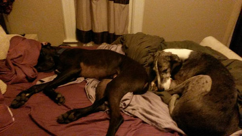 犬をベッドに寝かせるのは禁止03