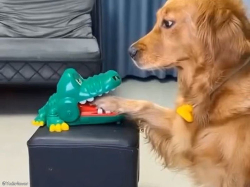 犬がワニのおもちゃに足を噛まれると…意外なリアクションだった