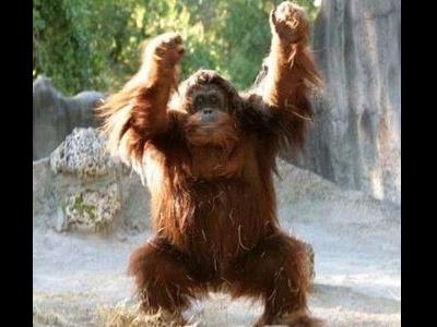 オランウータンをたくさん運ぶ方法TOP