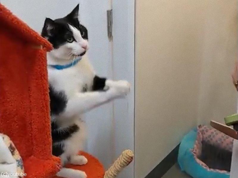 ブラッシングが好きな猫 両手を合わせてお願いのポーズ 動画 らばq ブラッシングが好きな猫 両手を合わせてお願いのポーズ 動画 らばq