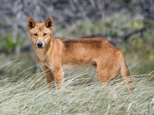 迷子の子犬、ディンゴの純血種だった00