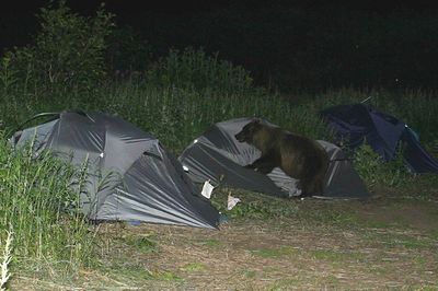 クマが釣られたり戦ったりあられもない格好したりする画像07