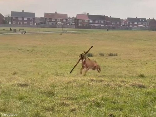 長い棒切れを振り回す犬「棒術の達人!?」（動画）