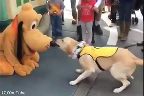 こんな反応をするんだ 犬がディズニーのプルートに出会ったとき 動画 らばq こんな反応をするんだ 犬がディズニーのプルートに出会ったとき 動画 らばq