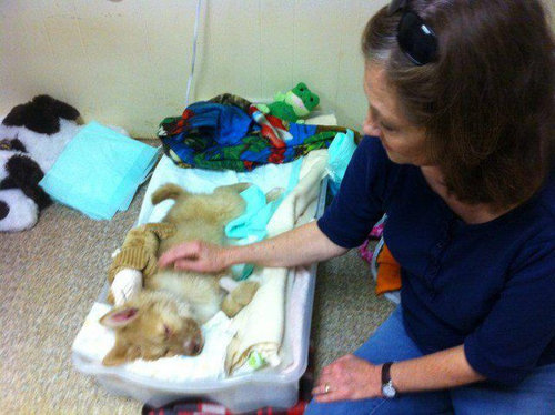 子犬を拾った02