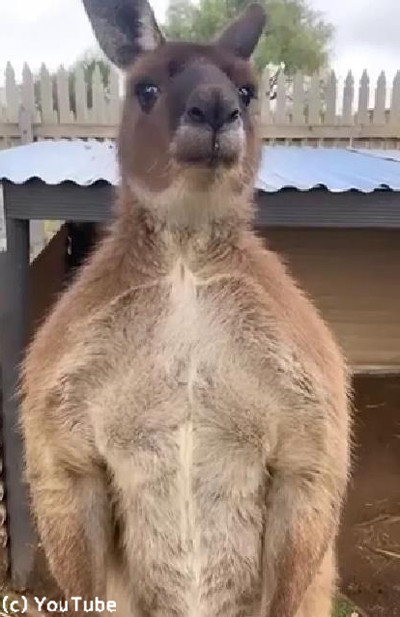 体はムキムキだけど心は甘えん坊01