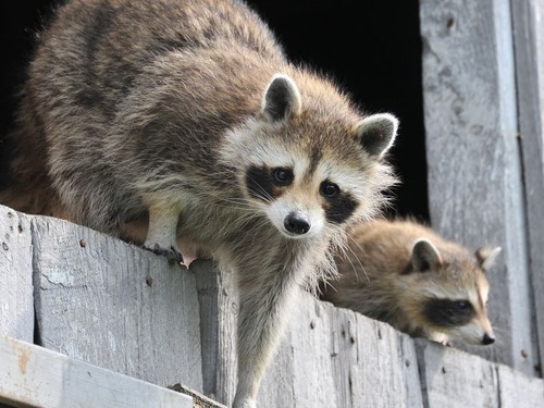 アライグマの脚線美00