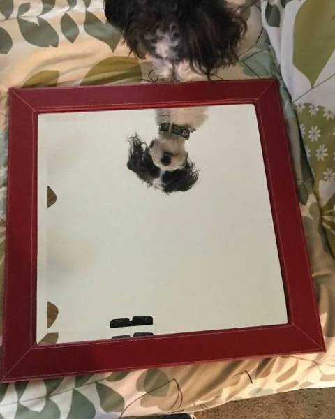ネットで鏡の出品21