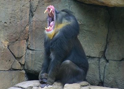 あんぐりと大あくびする動物たち03