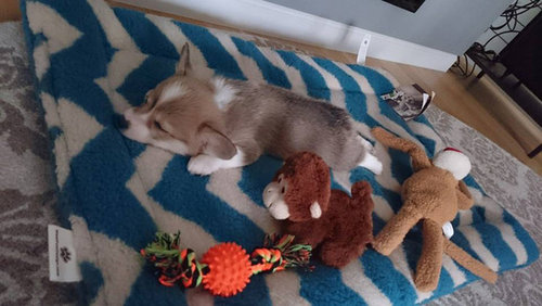 子犬たちが初めて家に来た日13