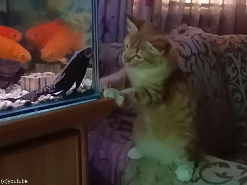 水槽の魚を見つめる猫 どうしても触りたいニャ 動画 らばq