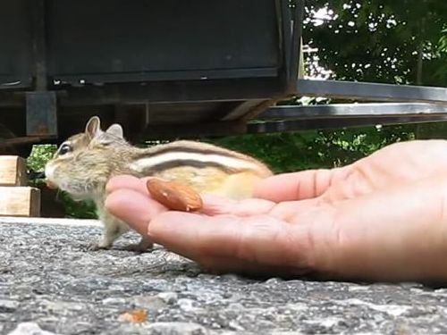 リスとアーモンド09-4