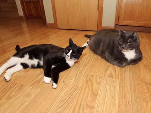 ダイエット猫06