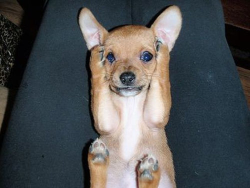 12�ݤ��äƤ���ưʪ����